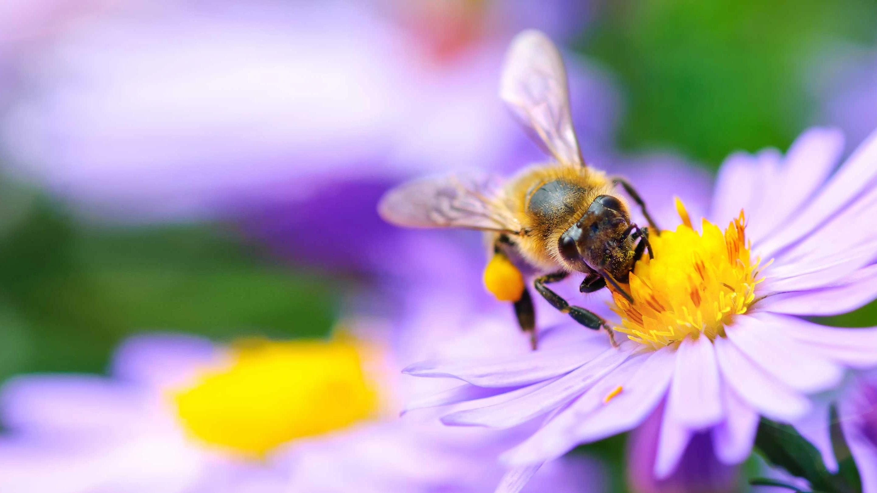 Bild: Biene auf Blüte